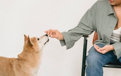 How Can CBD Treats Help Your Pet?